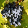Bordeaux - GRAVES - Château de Callac 2015er