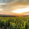 Bordeaux - GRAVES - Château de Callac 2015er