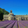 Cognac-Likör - Montifaud Vieux Pineau Charente Kein JG