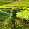 Garganega - Valdobbiadene - Villa VINCENTO