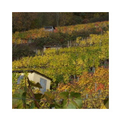 Franken - Schmitt-Grossheubach - Rotling 2022er