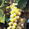 Garganega - Valdobbiadene - Villa VINCENTO