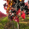 Pfalz - Winzersekt - Dornfelder Roter Sekt 2016er