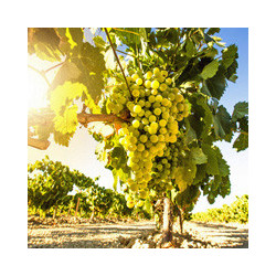 Garda - Chardonnay - Roccolo del Lago 2024er