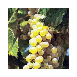 Garganega - Valdobbiadene - Villa VINCENTO