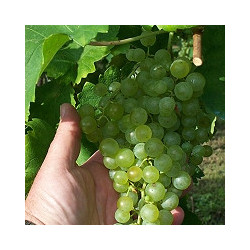 Pfalz -Sekt - Chardonnay-Edenkoben