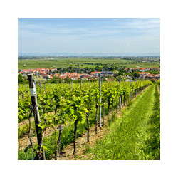 Pfalz - Muskateller und Riesling - WG Andres 2023er