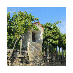 Franken - Trocken Volkacher Kirchberg Müller - Zahony 2023er