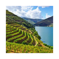 Portugal - DELAFORCE - Weißer Port