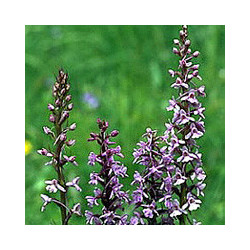 Franken - Homburger Kallmuth Rotling - lieblich 2023er