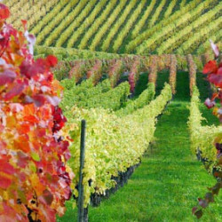 Franken - Homburger Silvaner Muschelkalk - Trocken 2022er