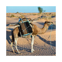 THIBARINE - der Kräuterlikör aus Tunesien.