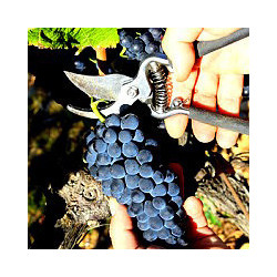 Österreich - Blauer Zweigelt - Ltr 2023er