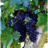 Franken - Grossostheimer-Domina-Trocken Liter 2025er