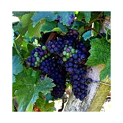 GN-Franken - Grossostheimer-Domina-Trocken Liter 2025er