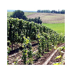 Franken -Grossostheim Grauburgunder SL 0,75 2025er