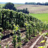 Franken -Grossostheim Grauburgunder SL 0,75 2025er