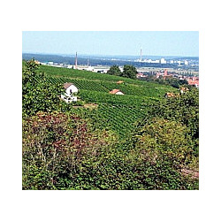 Franken -Grossostheim Grauburgunder SL 0,75 2025er