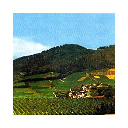 Baden - Leiselheimer Vulkanfelsen - Ruländer 2023er