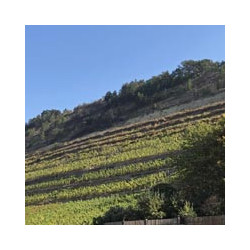 Franken - Weingut Martin Homburg - SILVANER 2024er