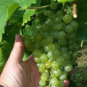 Mosel - Reiler vom heissen Stein Spätlese 2025er