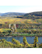 Franken - weiß - Liter