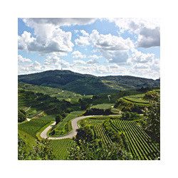 Elsass - Pinot Noir Rouge - Cuvée Tradition 2018er